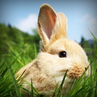 /album/baris33/photolia-a03-jpg/