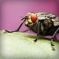 /album/baris33/photolia-a08-jpg/